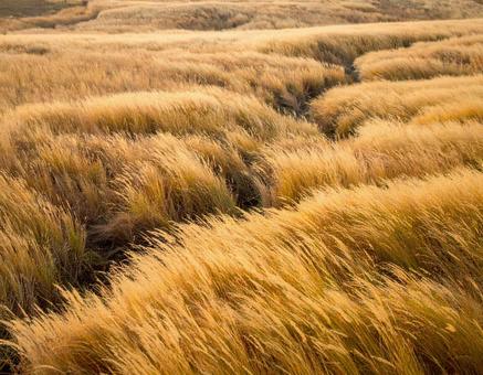 秋のすすきが広がる草原の風景 秋のすすきが広がる草原の風景の写真