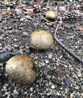 きのこ きのこ 公園,秋,キノコの写真素材