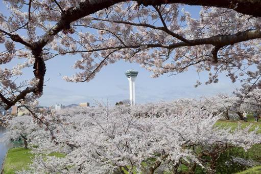 五稜郭公園の桜 桜,五稜郭タワー,さくらの写真素材