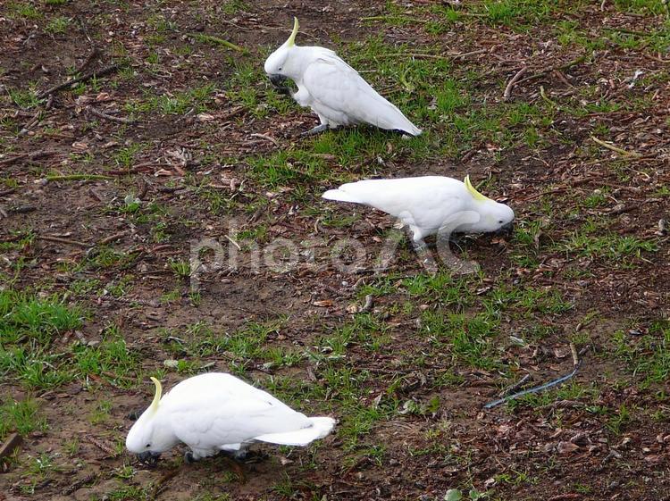 キバタン キバタン,オウム,オーストラリアの写真素材