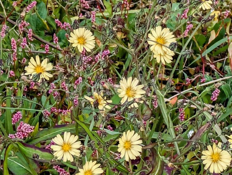 ピンクと黄色の野草 ピンク,黄色,キク科の写真素材