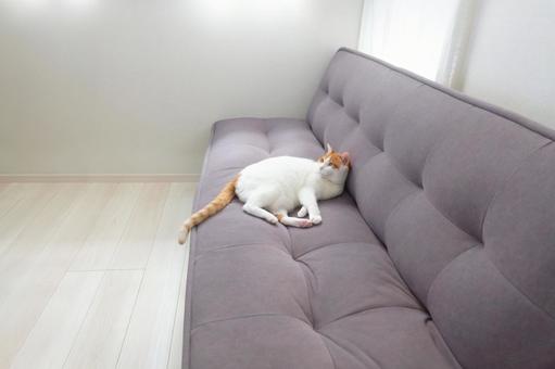 ソファと猫_02 ソファと猫_02 猫画像,ねこ写真,ソファの写真素材