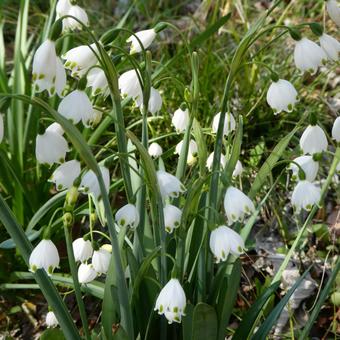 Photo, flower, snowflake, white flowers, 
