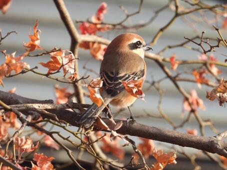 近所の小川で撮った木の枝に止まるモズ 鳥,野鳥,留まるの写真素材