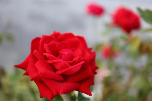 バラ園にて赤い薔薇を撮った写真です バラ園にて赤い薔薇を撮った写真ですの写真