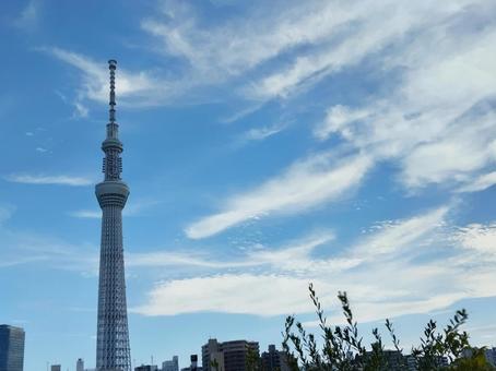 刷毛で掃いたような白い雲 刷毛で掃いたような白い雲の写真