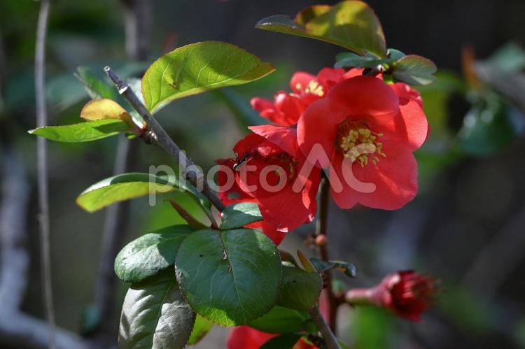 華やかに咲く ボケ,花,バラ科の植物の写真素材