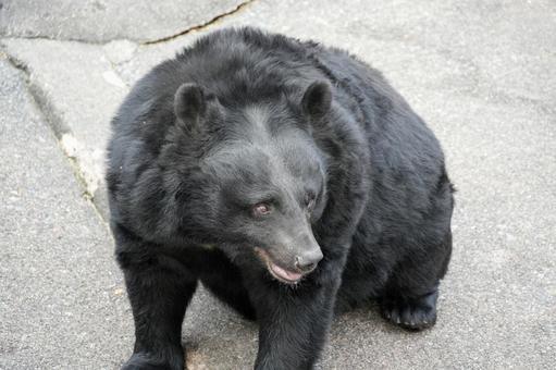 ツキノワグマ クマ,熊,動物の写真素材