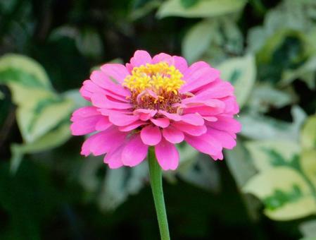 【花の写真】 ヒャクニチソウ（百日草）の写真