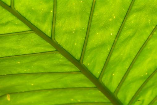 クワズイモの葉の写真