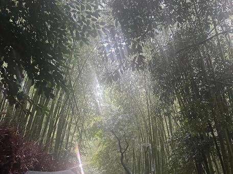 隙間から光 隙間から光の写真