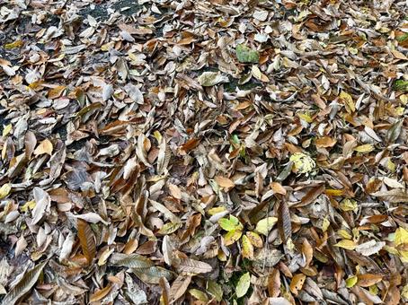 落ち葉でいっぱいの道 落ち葉,秋,枯葉の写真素材