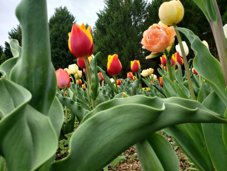 チューリップの写真