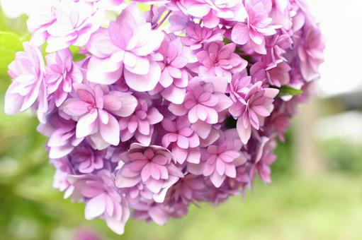 あじさい2 あじさい2の写真