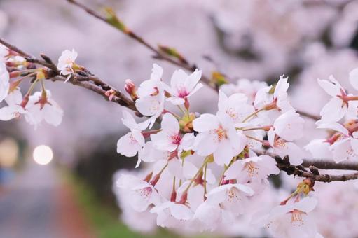 桜の写真