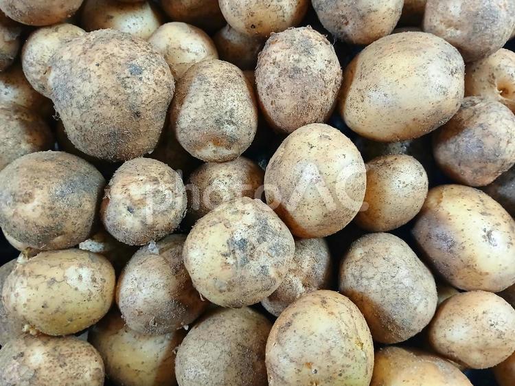 ジャガイモ　土付き ジャガイモ,野菜,土付きの写真素材