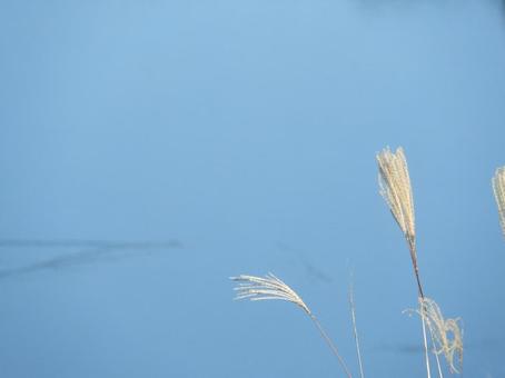 すすきと湖 すすきと湖の写真