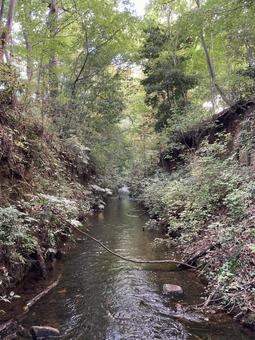 玉川上水 玉川上水,緑地,自然の写真素材