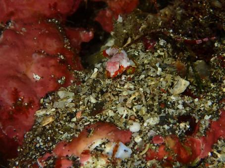 ミヤケテグリ幼魚 ミヤケテグリ幼魚 ミヤケテグリ幼魚,ミヤケテグリ,幼魚の写真素材