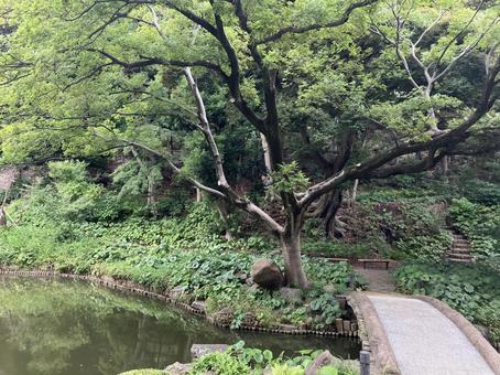 肥後細川庭園の庭園風景 肥後細川庭園の庭園風景の写真