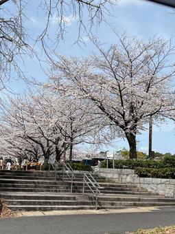 桜 桜 桜,空,階段の写真素材