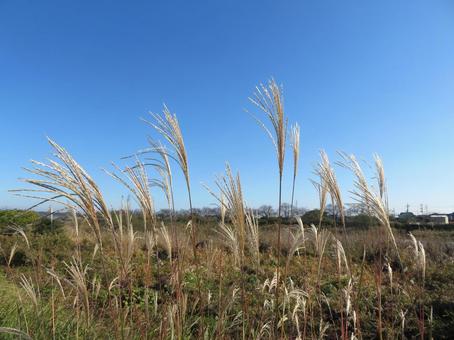 秋の風景 秋の風景 すすき,秋,11月の写真素材