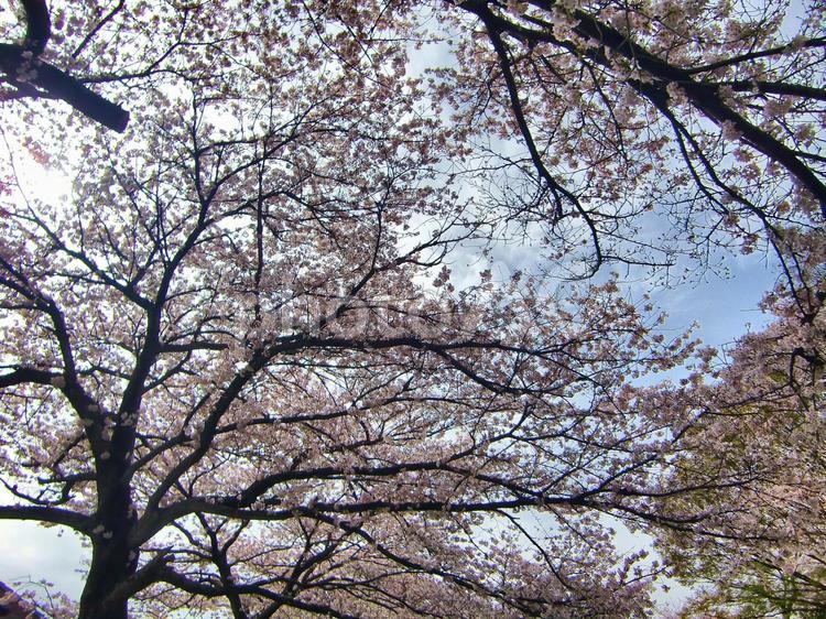 清水公園の桜-58 清水公園,千葉県野田市,桜の木の写真素材