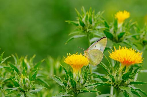 Monad butterfly (60), JPG