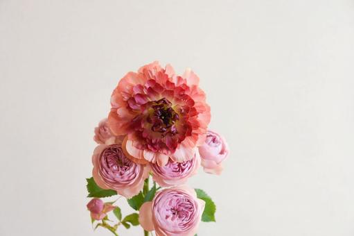 薔薇とラナンキュラス 薔薇とラナンキュラス ばら,紫,薔薇の写真素材