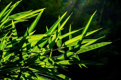 Photo, bamboo grass, fresh green, light green, 