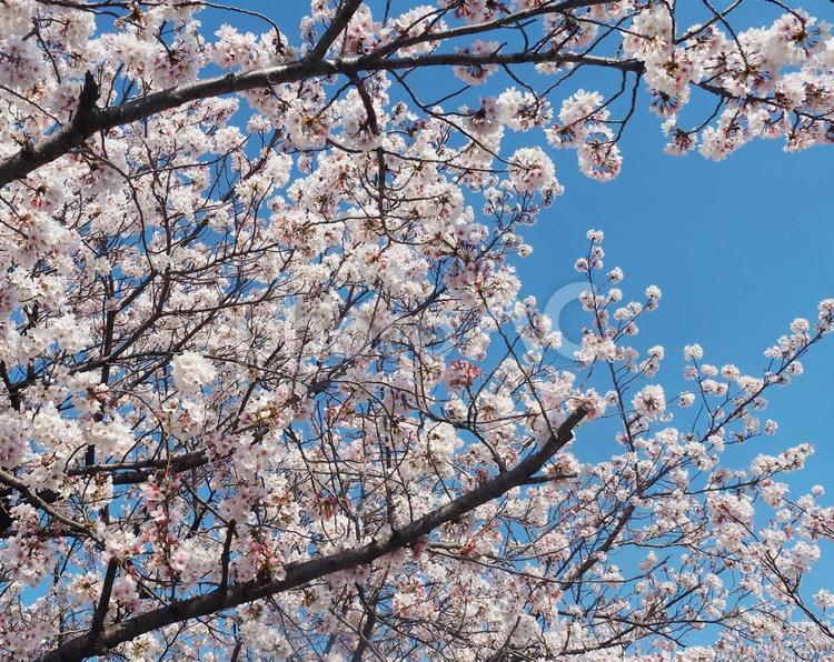 足立区の東の方で撮影した桜24 桜,足立区,春の写真素材
