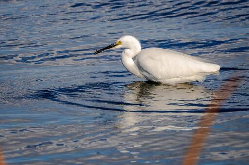 コサギの狩り⒀ 鳥,コサギ,狩りの写真素材
