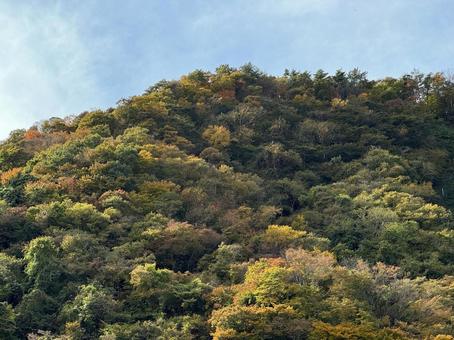 紅葉 山,登山,樹木の写真素材
