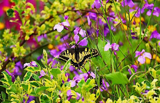 Flowers and butterflies, JPG Flowers and butterflies, JPG