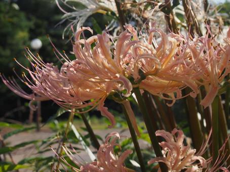 ヒガンバナ ヒガンバナの写真