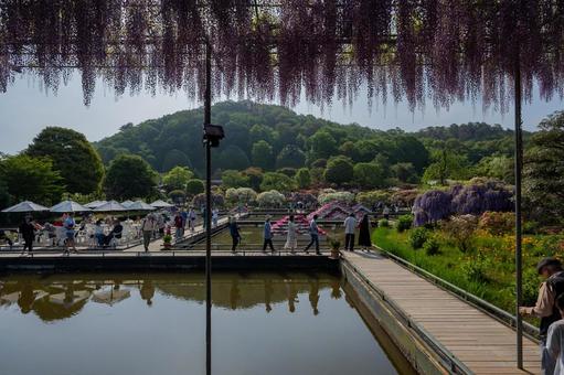 春のあしかがフラワーパーク 春のあしかがフラワーパークの写真