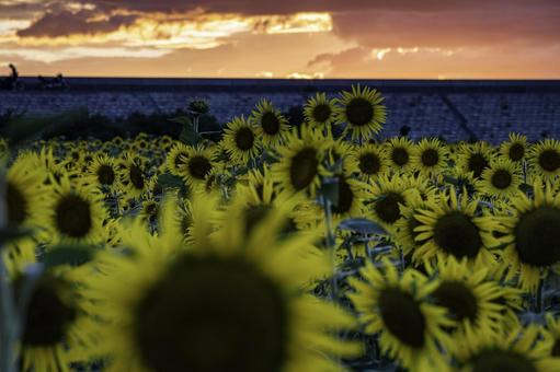 福岡-【柳川ひまわり園】 ひまわり,花,植物の写真素材