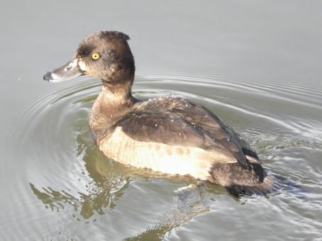 川面を泳ぐキンクロハジロの写真