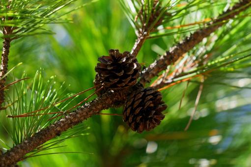 松ぼっくり 松ぼっくり,松,木の写真素材