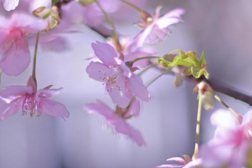 河津桜 河津桜の写真