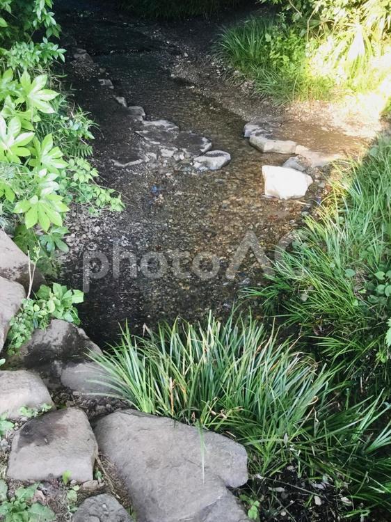 成城の小池 池,公園,成城の写真素材