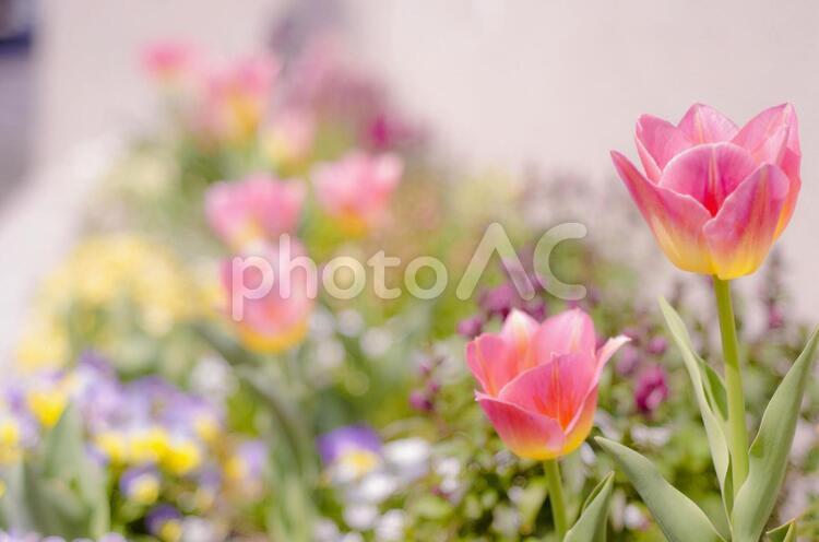 春の花壇 チューリップ,春,花壇の写真素材