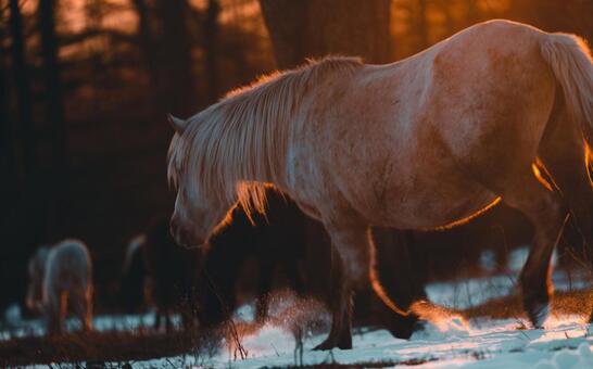 朝焼けと道産子 朝焼け,馬,どさんこの写真素材