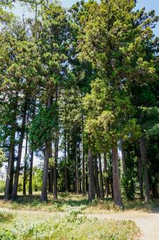 真夏の公園⒁ 真夏の公園⒁の写真