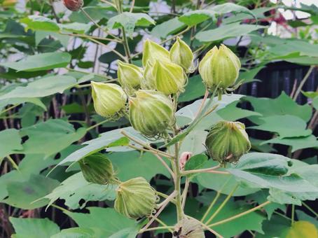 フヨウの蕾 フヨウの蕾の写真