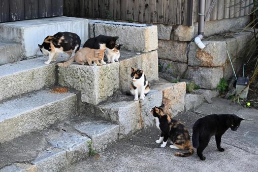 猫階段 猫階段の写真