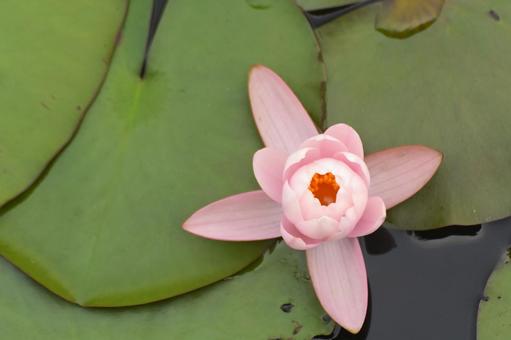 昼頃に閉じかけた睡蓮の花 昼頃に閉じかけた睡蓮の花の写真