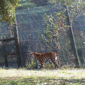Tiger Tiger Tiger Safari Tiger Natural Zoo Tiger Tiger Tiger Safari Tiger Natural Zoo