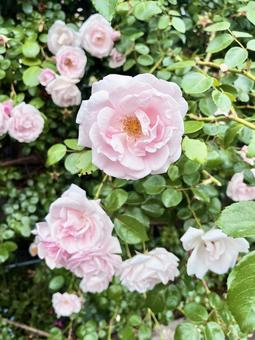 Pink camellia, JPG Pink camellia, JPG