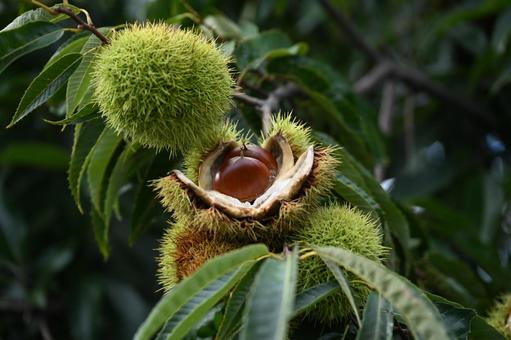 栗 栗,栗の木,栗の実の写真素材